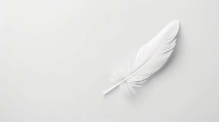 Obraz premium High resolution abstract white feather on white background with copy space