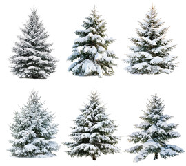 Fototapeta premium Snowy christmas tree set on white background. Cutout png christmas tree illustration