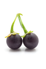 Close-up of Fresh Organic Black nightshade or Makoy (Solanum nigrum) fruit. Isolated on a white background.