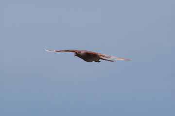 Rock pigeon