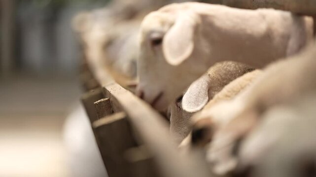 row of sheep eating in a pen. rows of sheep's heads are seen eating