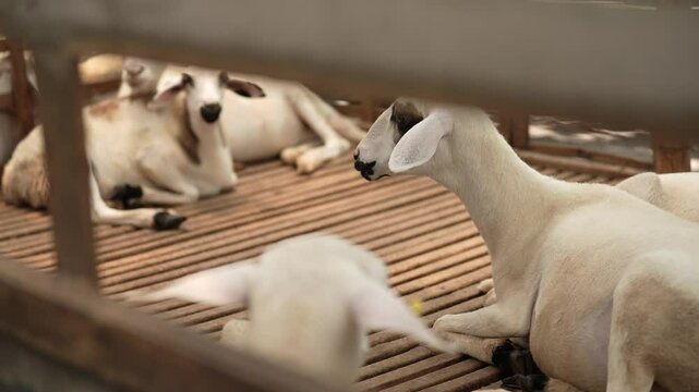 a herd of sheep resting