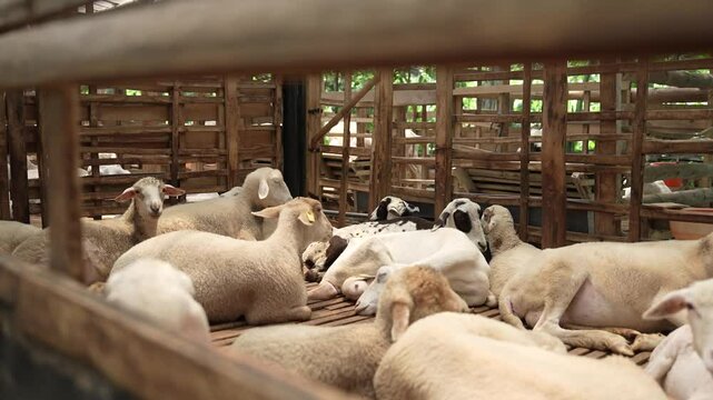 The dolly camera the group of sheep in the pen