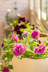 Blooming flowers of vibrant petunia in flowerpots on the balcony or terrace. Balcony flowers. Balcony garden. Flowering plants for balcony and terrace. Nature in your home space