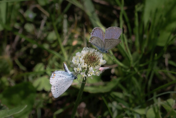 1つのシロツメグサに仲良く2匹のツバメシジミがとまっていた