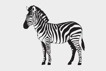 zebra isolated on white