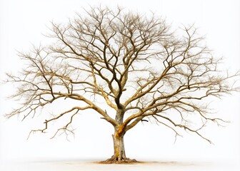 Isolated on a pure white background, a solitary, withered, and lifeless tree branch stands alone, devoid of leaves, telling a story of seasonal decay and forgotten beauty.