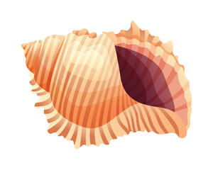 Fototapeta premium Vector cartoon illustration of a wavy conch seashell on white background