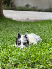 Border collie 