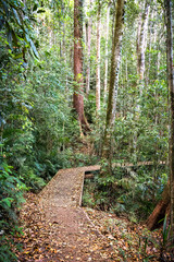 A leaf strewn wooden boardwalk on the hiking trail through the tall trees of the tropical rainforest around Lake Eacham on the Atherton Tablelands in Queensland, Australia.