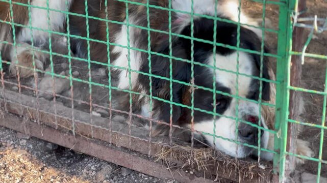 Bosnian Tornjak Dog in a Natural Setting