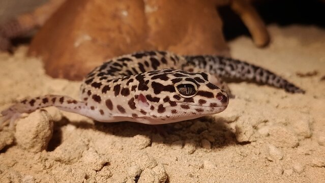 Leopardgecko
