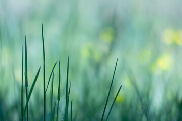 春の草むらのイメージ　柔らかいパステル調