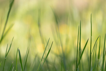 春の草むらのイメージ　柔らかいパステル調