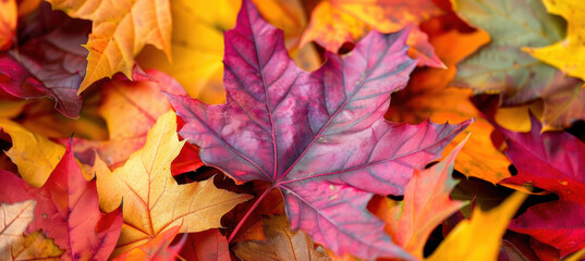 Fototapeta premium Colorful Autumn Leaves Pile