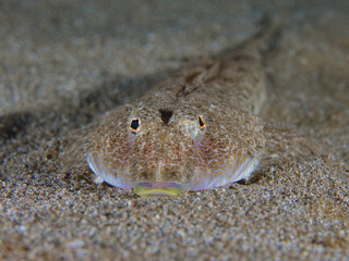 Greater weaver resting on the seabed