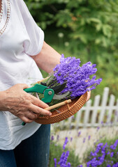 Women's hands cut lavender