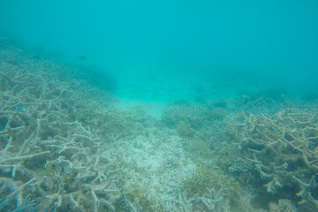 coral reef in the sea