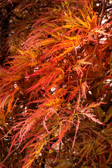 Red leaves on a Japanese Maple tree