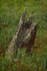 Old stump covered with moss in the swamp. Landscape from northern marshes.