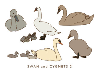 Cygnets Illustration Collection 2 - Color Version	
