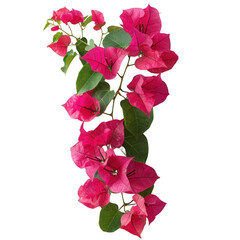 Vibrant pink bougainvillea flowers with lush green leaves, isolated on white background, depicting natural beauty and elegance.
