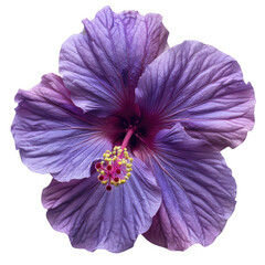 Close-up image of a vibrant purple hibiscus flower showcasing its intricate petals and delicate stamen against a white background.