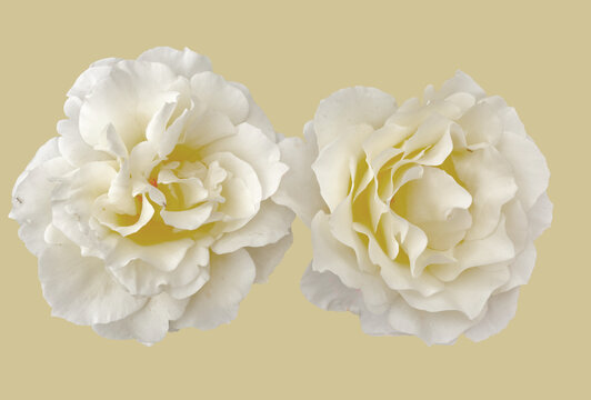 Roses blanches anciennes