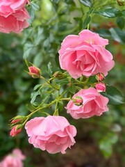 Pink roses in garden in the summer