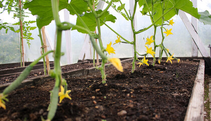 Close up of a blooming cucumber seedling plants growing in soil in a green house, agriculture concept 