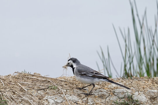 Bergeronnette grise- Motacilla alba - Hoche queue gris - passereaux - motacillid&eacute;s

