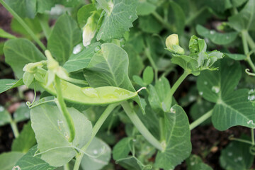 Close up of young sweet pea plants growing in garden bed