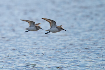 bécasseau sanderling - Calidris alba - Scolopacidae
