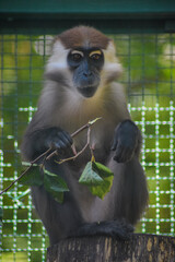Purple-faced langur sitting on a trunk.