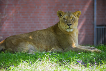 Obraz premium Lioness lying in the grass