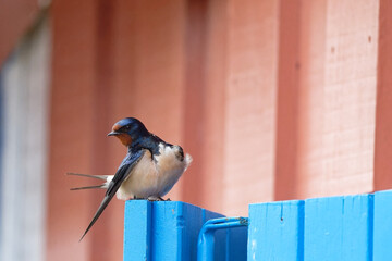 Hirondelle rustique - Hirundo rustica
