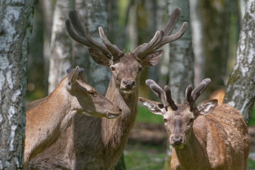 cerf - cervus elaphus
