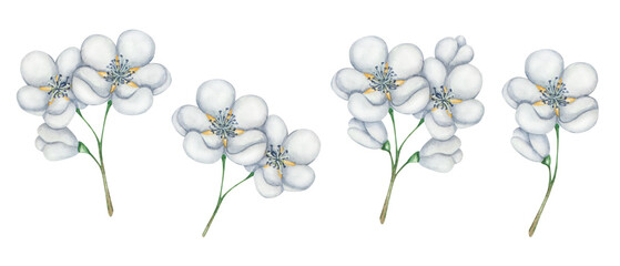 Watercolor illustrations. Floral set. Hand painted flower with blue, white petals, buds on the branch. Fruit tree blossoming flowers. Blooming sakura, apple, cherry, pear. Isolated nature clip art