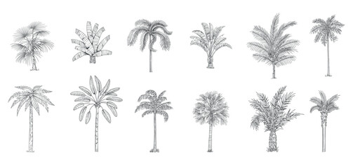 Hand drawn tropical palm trees. Vector set of hawaii beach palm tree, fern and frond outline, botany flora tropical illustration