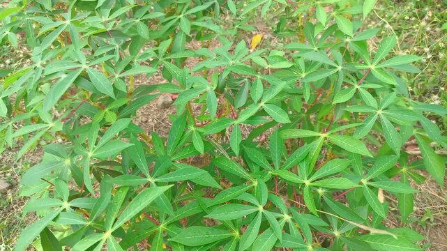 Fresh cassava leaves on the tree. Cassava leaves blowing in the wind. Indonesian call it singkong or ketela.