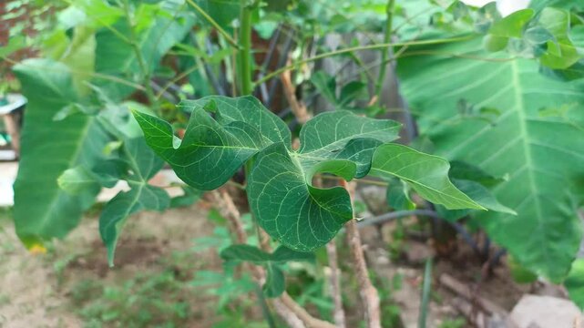 Fresh cassava leaves on the tree. Cassava leaves blowing in the wind. Indonesian call it singkong or ketela.