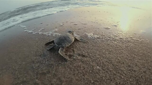 An infant Caretta caretta marine turtle running through the sea on a beach in slow motion. 