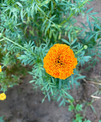 marigold flower blooming in the garden spring garden.