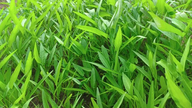 Fresh Kale Vegetable in the garden. Green Swamp Cabbage. Water Spinach (Ipomoea Aquatica).