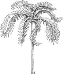 Hand drawn tropical palm tree. Vector of hawaii beach palm tree, fern and frond outline, botany flora tropical illustration © lupascoroman