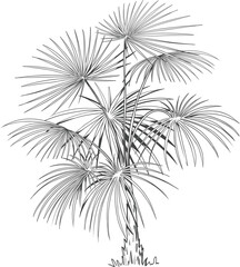 Hand drawn tropical palm tree. Vector of hawaii beach palm tree, fern and frond outline, botany flora tropical illustration © lupascoroman