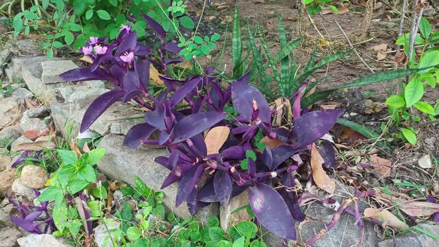 Purple heart plant or spiderwort in the garden. Tradescantia pallida.