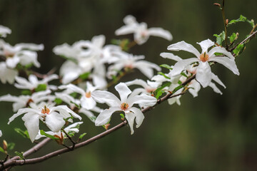 Fragile white flowers on a branch of magnolia tree on a blurry background