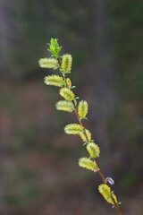 Fragile yellow-green flowers on a branch of willow tree