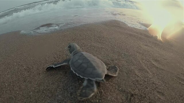 A very close tracking shot of an infant Caretta caretta marine turtle going through the sea and meeting with the waves in slow motion.
